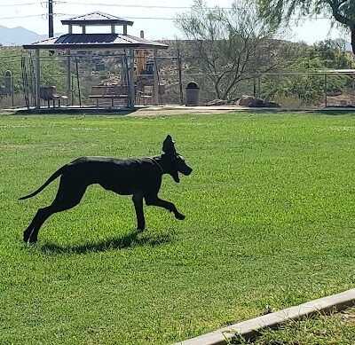 Desert Vista Dog Park - Fountain Hills, AZ