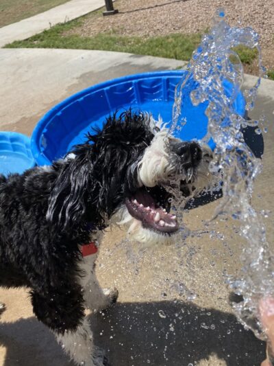 Desert Vista Dog Park - Fountain Hills, AZ