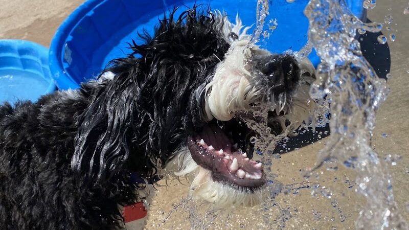 Desert Vista Dog Park - Fountain Hills, AZ