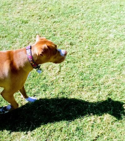 Desert Vista Dog Park - Fountain Hills, AZ