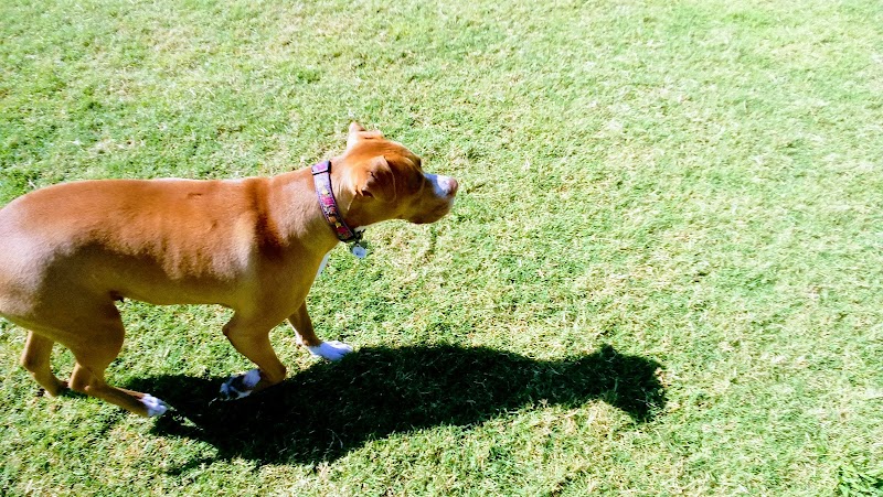 Desert Vista Dog Park - Fountain Hills, AZ