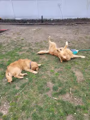 Four Legged Friends East Northport, NY - ,