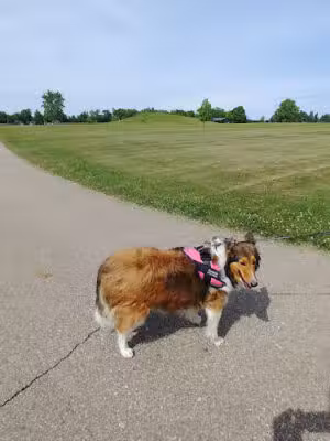 Fowlerville Community Park - Fowlerville,
