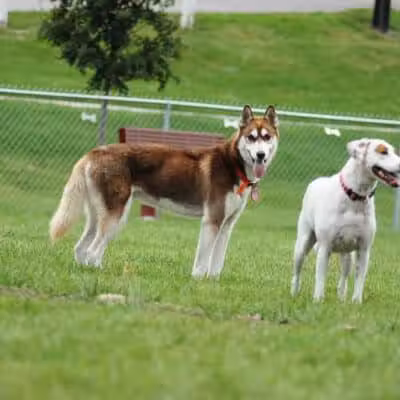 Memorial Park Dog Park (Hund Platz) - Frankenmuth, MI
