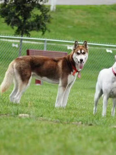 Memorial Park Dog Park (Hund Platz) - Frankenmuth, MI