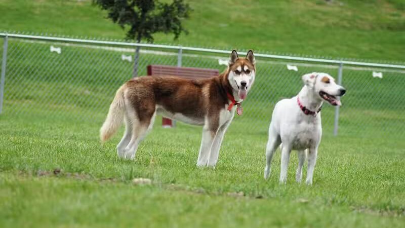 Memorial Park Dog Park (Hund Platz) - Frankenmuth, MI