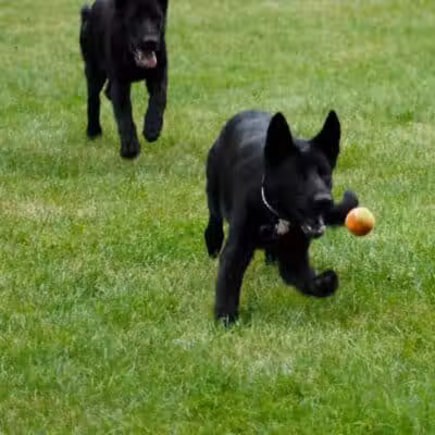 Memorial Park Dog Park (Hund Platz) - Frankenmuth, MI