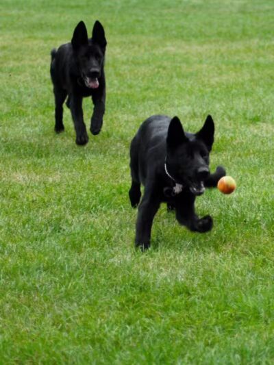 Memorial Park Dog Park (Hund Platz) - Frankenmuth, MI