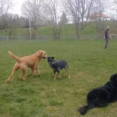 Memorial Park Dog Park (Hund Platz) - Frankenmuth, MI