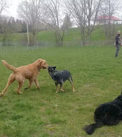 Memorial Park Dog Park (Hund Platz) - Frankenmuth, MI