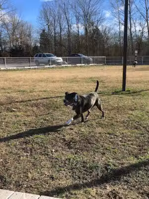 Blake's Bark Park - Franklin, TN