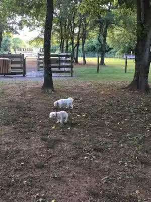 Freedom Run Dog Park - Franklin, TN