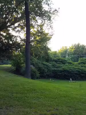 Boris Park - Fraser,