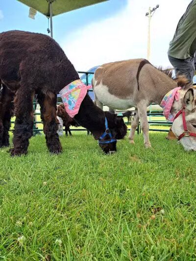 Steffens Park - Fraser,