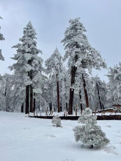 Frazier Mountain Park - Frazier Park, CA