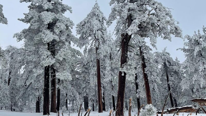 Frazier Mountain Park - Frazier Park, CA