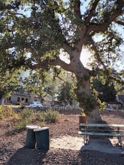 Frazier Mountain Park - Frazier Park, CA