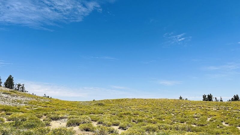 Mt. Pinos Hiking Trail - Frazier Park, CA