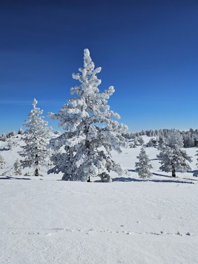 Mt. Pinos Hiking Trail - Frazier Park, CA