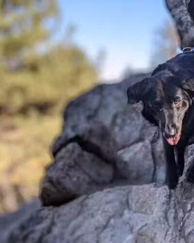 Mt. Pinos Hiking Trail - Frazier Park, CA