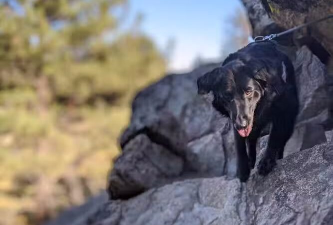 Mt. Pinos Hiking Trail - Frazier Park, CA