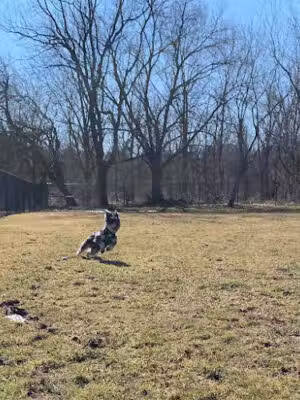 Ballenger Creek Dog Park - Frederick, MD