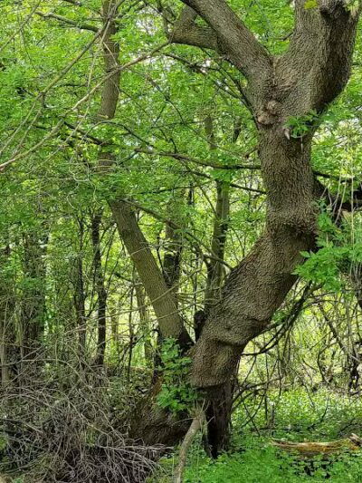 Festival Park - Freeland, MI
