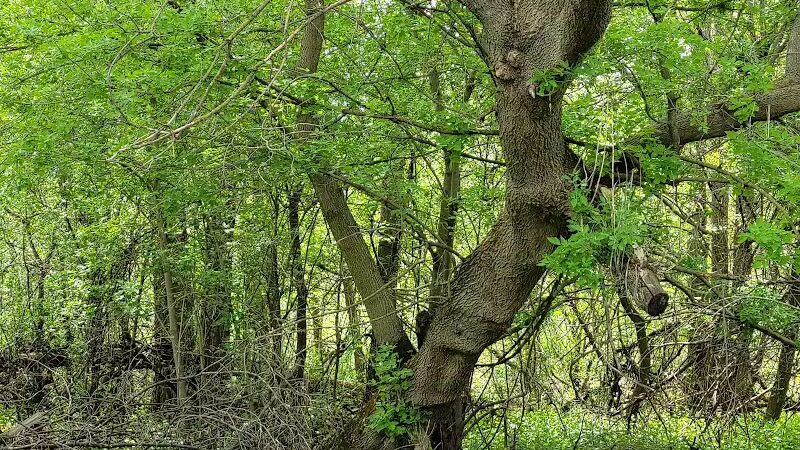 Festival Park - Freeland, MI
