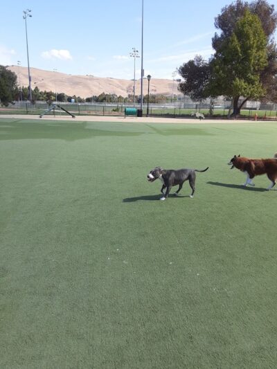 Central Park Dog Park - Fremont, CA