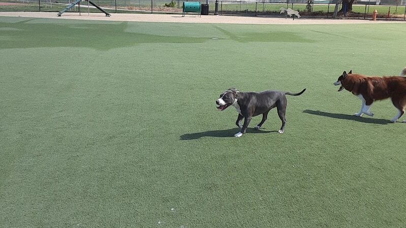 Central Park Dog Park - Fremont, CA