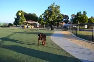 Central Park Dog Park - Fremont, CA