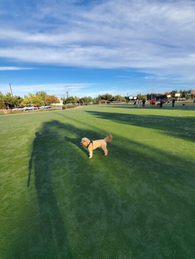 Central Park Dog Park - Fremont, CA
