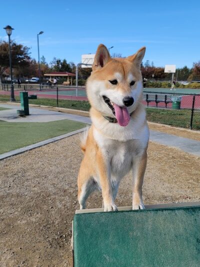Central Park Dog Park - Fremont, CA