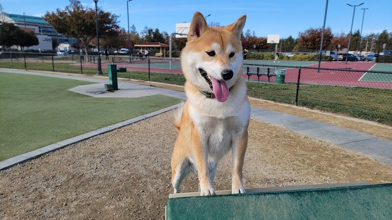 Central Park Dog Park - Fremont, CA