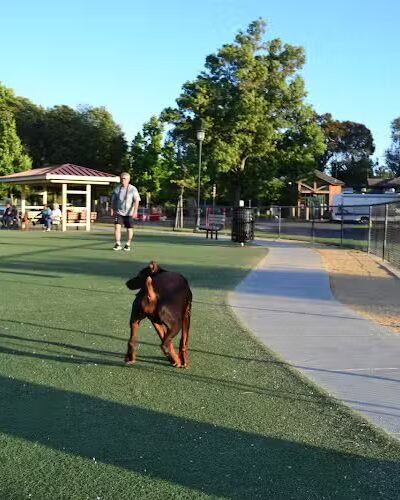 Central Park Dog Park - Fremont, CA