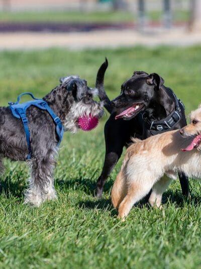 Dog Park for Small Dogs - Fremont, CA