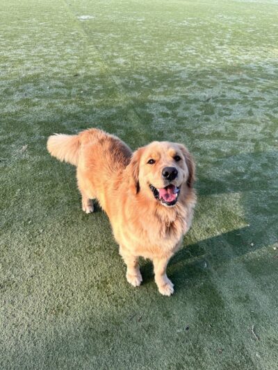 Dog Park for Small Dogs - Fremont, CA