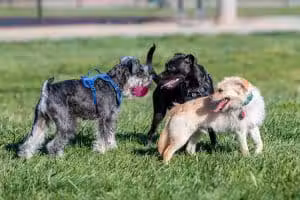Dog Park for Small Dogs - Fremont, CA