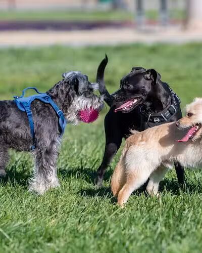 Dog Park for Small Dogs - Fremont, CA