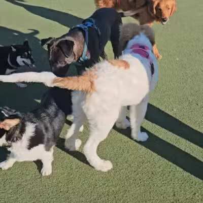 Central Park Dog Park - Fremont, CA