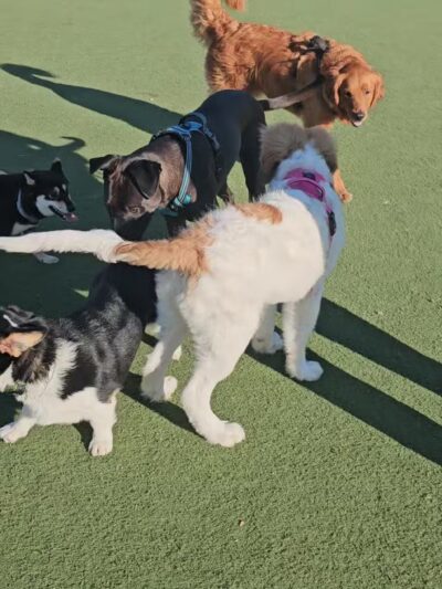 Central Park Dog Park - Fremont, CA