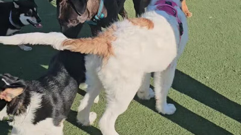 Central Park Dog Park - Fremont, CA