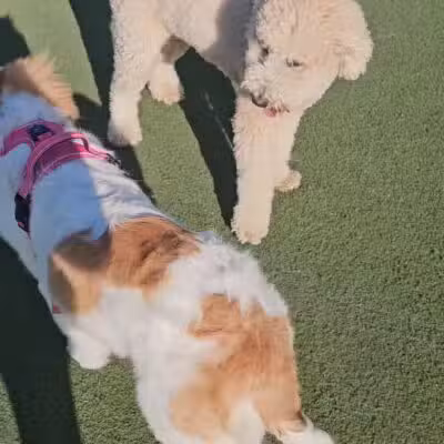 Central Park Dog Park - Fremont, CA