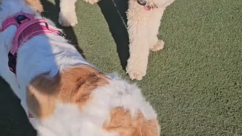 Central Park Dog Park - Fremont, CA