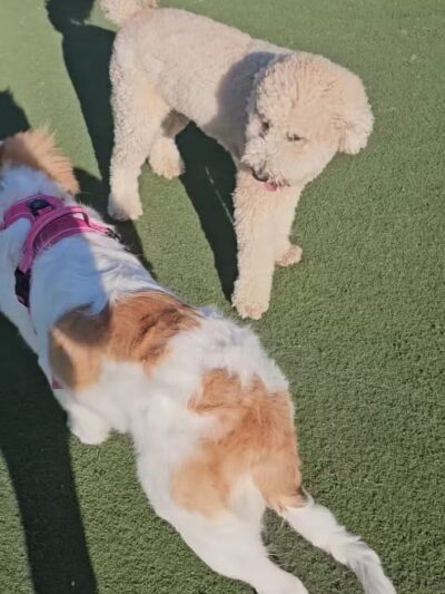 Central Park Dog Park - Fremont, CA