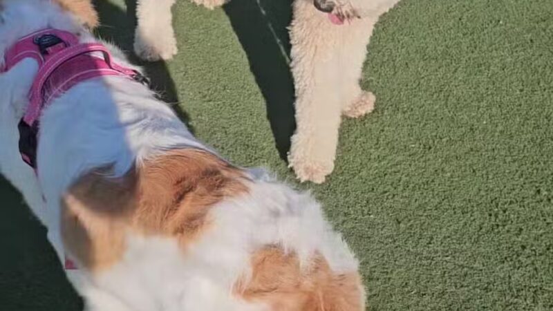 Central Park Dog Park - Fremont, CA