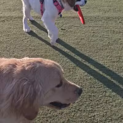 Central Park Dog Park - Fremont, CA