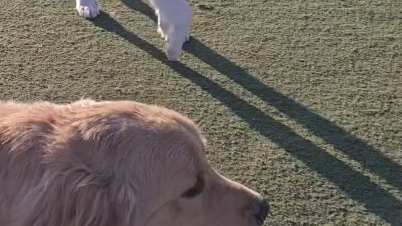 Central Park Dog Park - Fremont, CA