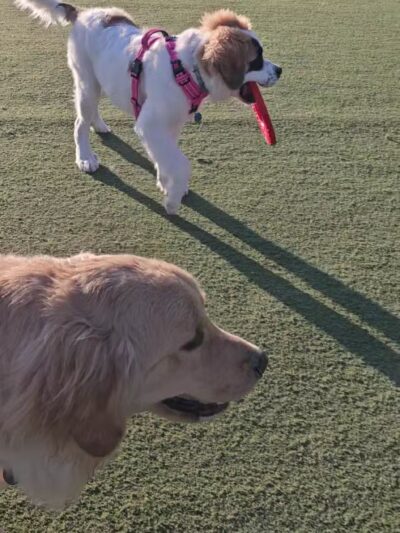 Central Park Dog Park - Fremont, CA