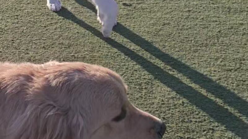 Central Park Dog Park - Fremont, CA